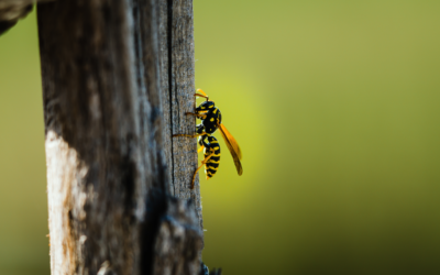 Frelon asiatique – réunion d&rsquo;information