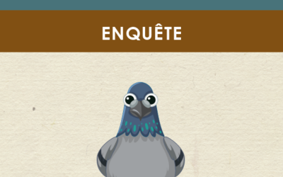 Enquête pigeons